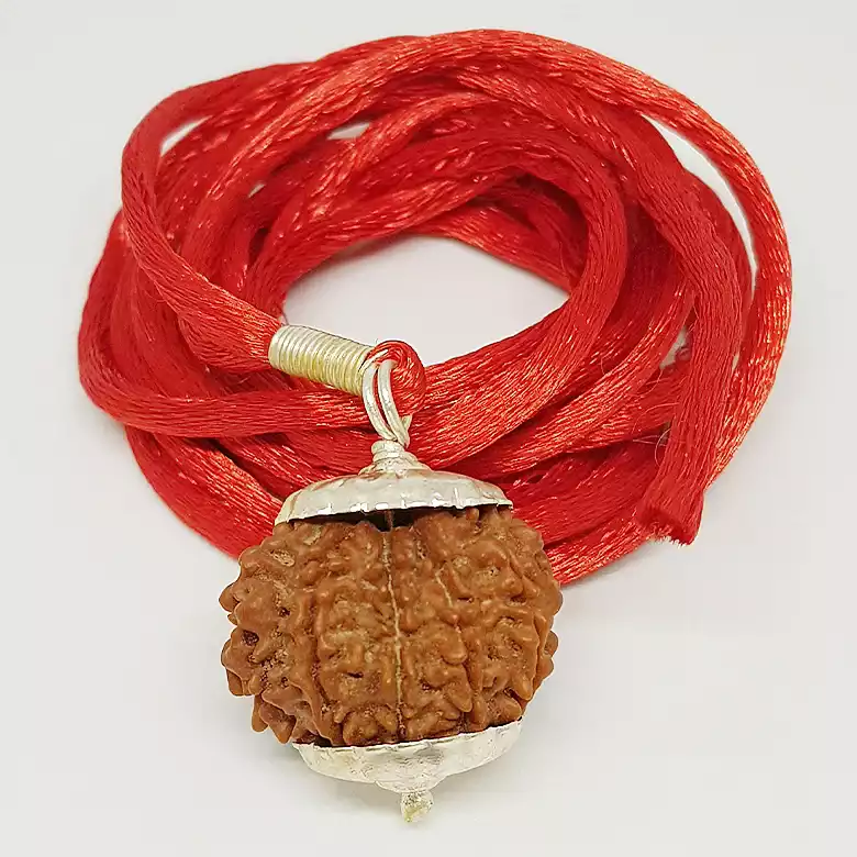 10 Faced Rudraksha - Nepal - Image 10