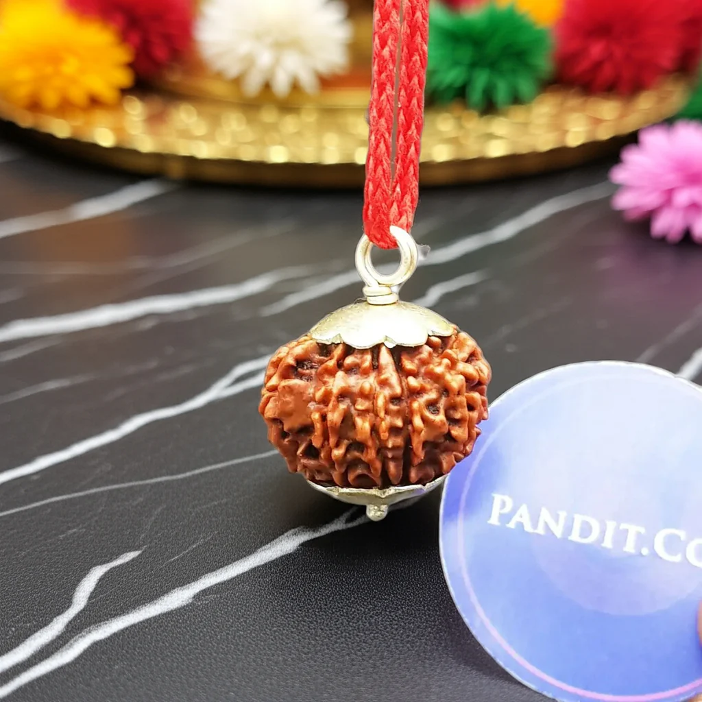 10 Faced Rudraksha - Nepal - Image 2
