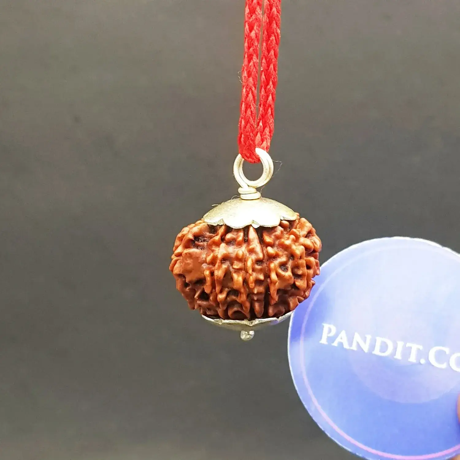 10 Faced Rudraksha - Nepal - Image 3