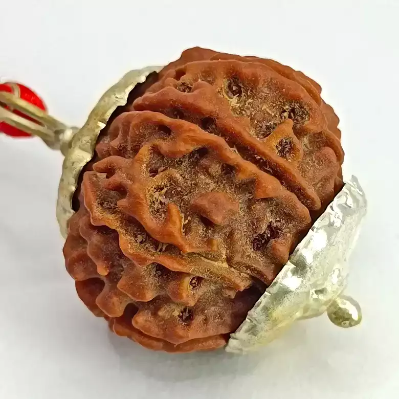 10 Faced Rudraksha - Nepal - Image 5