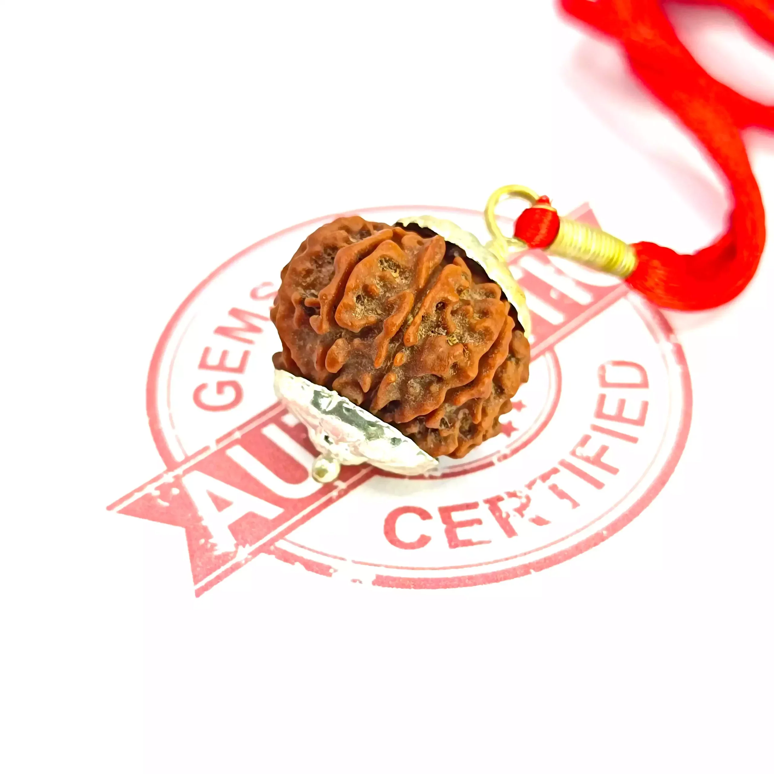 10 Faced Rudraksha - Nepal - Image 6