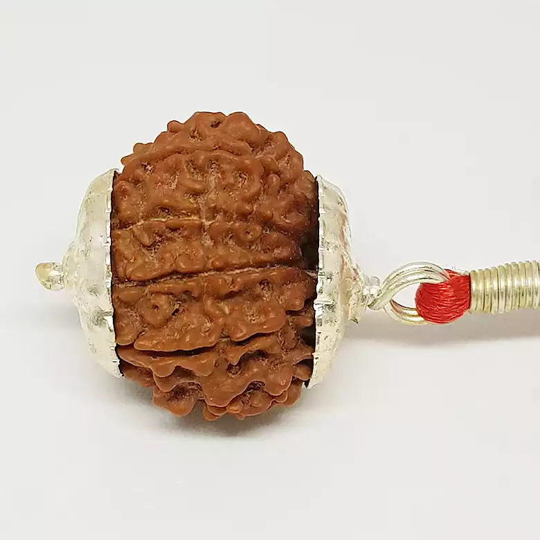 10 Faced Rudraksha - Nepal - Image 8