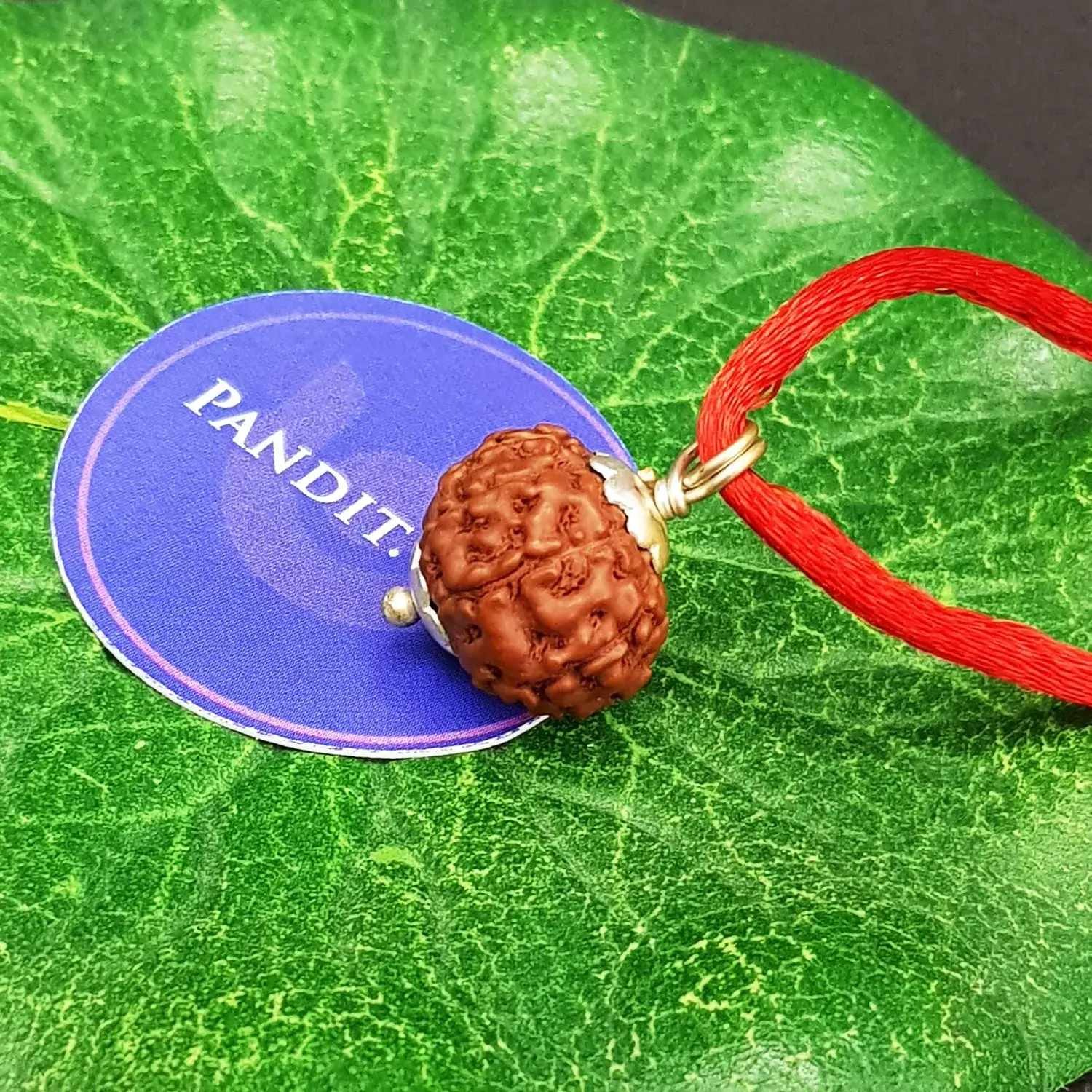 10 Mukhi Rudraksha - Indonesia - Image 3
