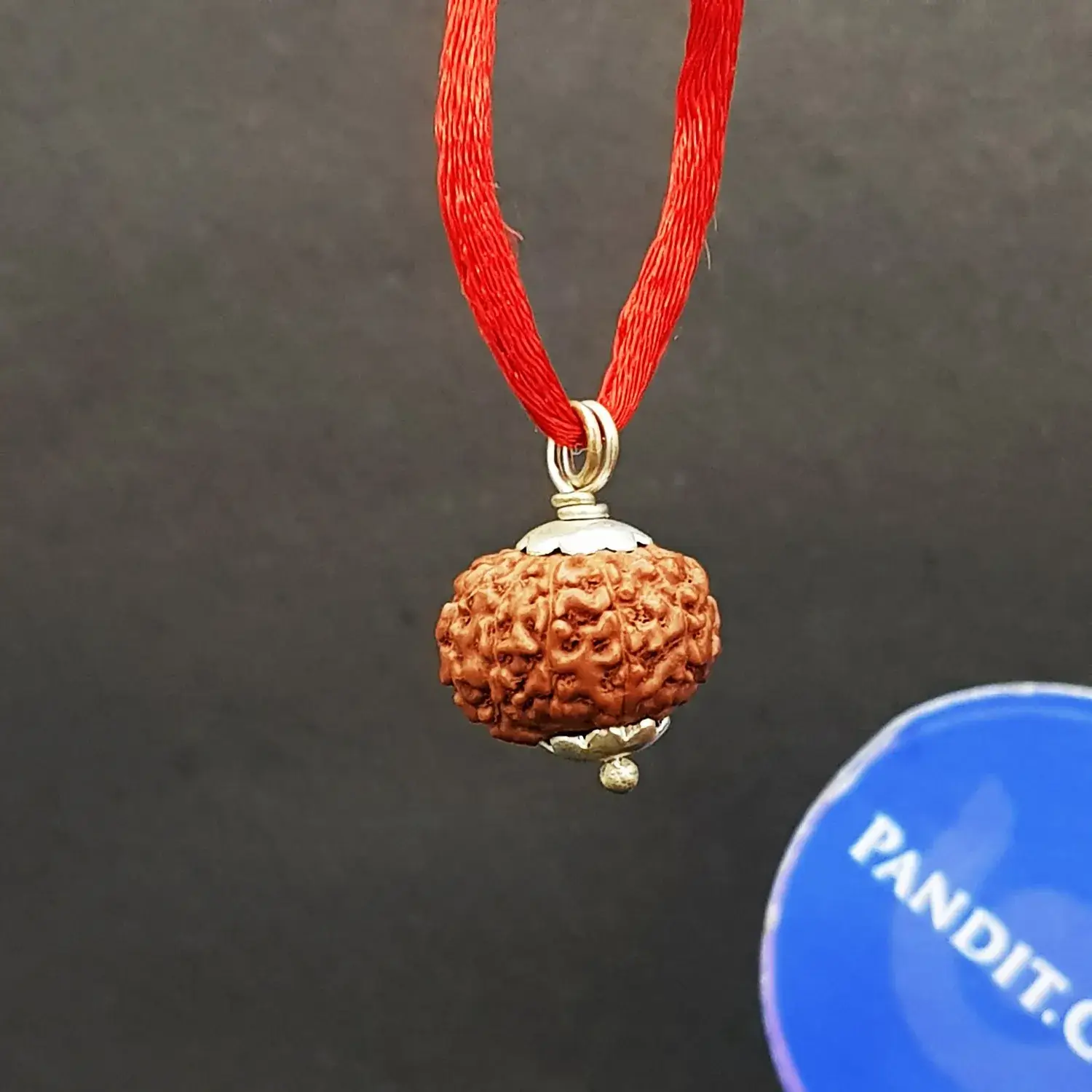 10 Mukhi Rudraksha - Indonesia - Image 4