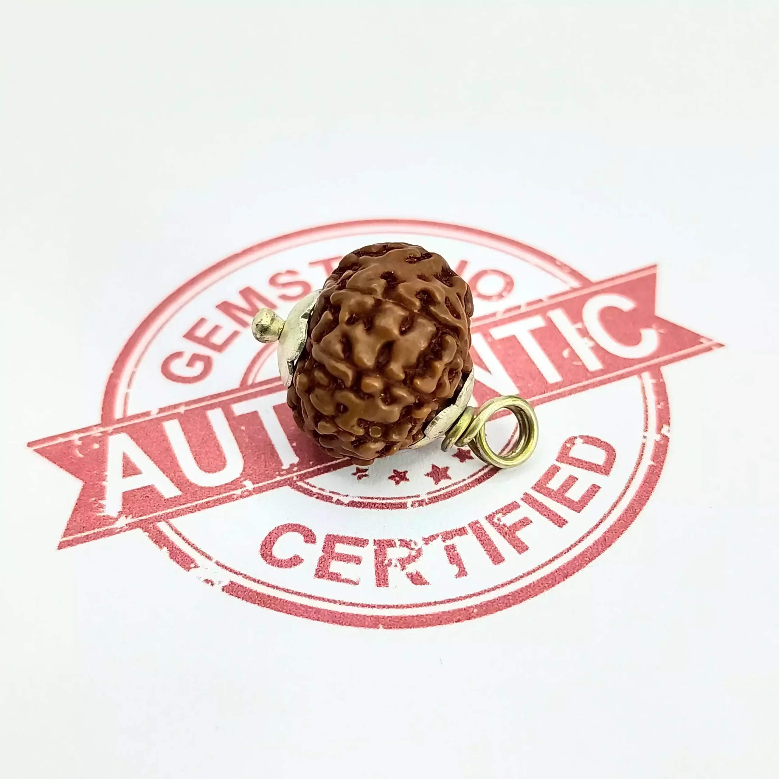 10 Mukhi Rudraksha - Indonesia - Image 5