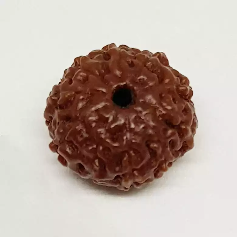 10 Mukhi Rudraksha - Indonesia - Image 8