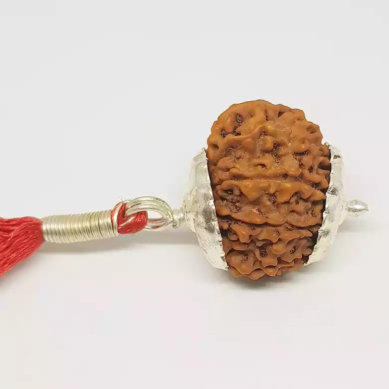 11 Faced Rudraksha - Nepal - Image 6