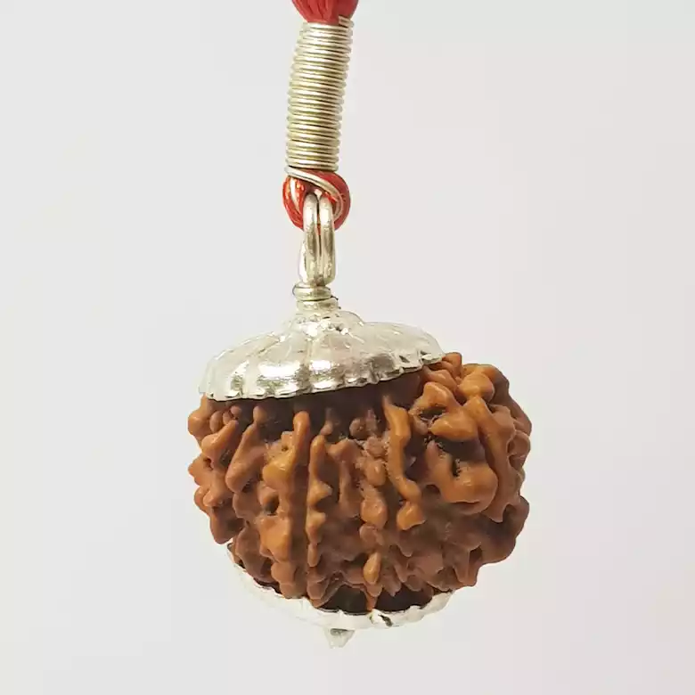 11 Faced Rudraksha - Nepal - Image 7