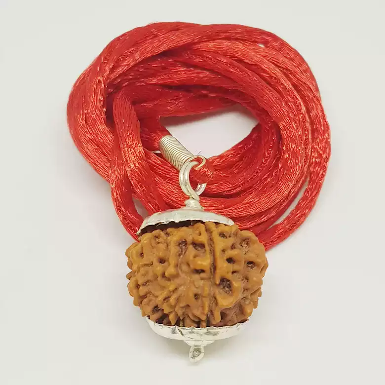 11 Faced Rudraksha - Nepal - Image 8