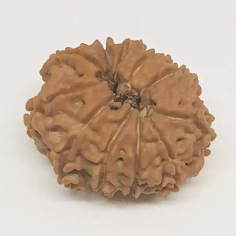 11 Faced Rudraksha - Nepal - Image 9