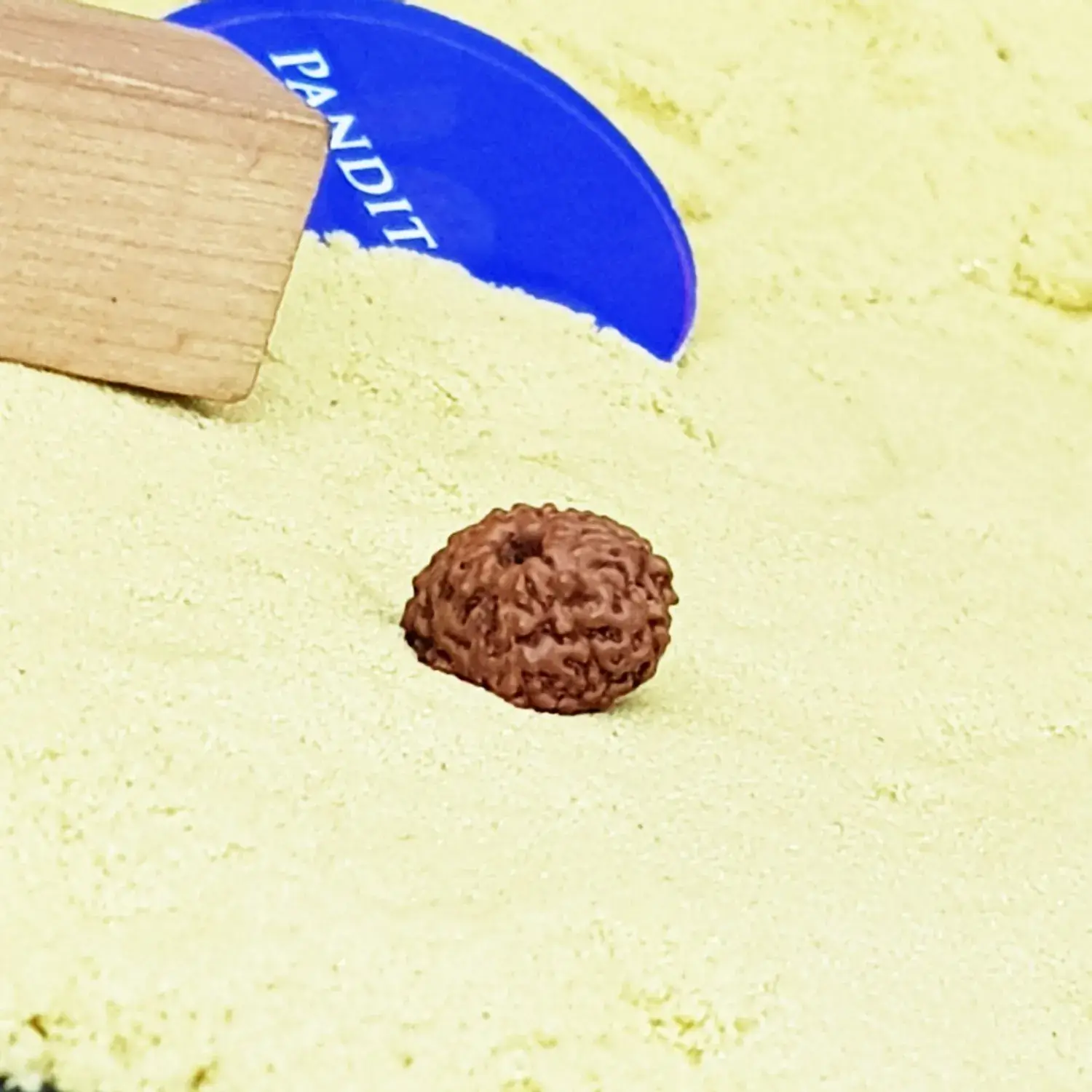 11 Mukhi Rudraksha - Indonesia - Image 3