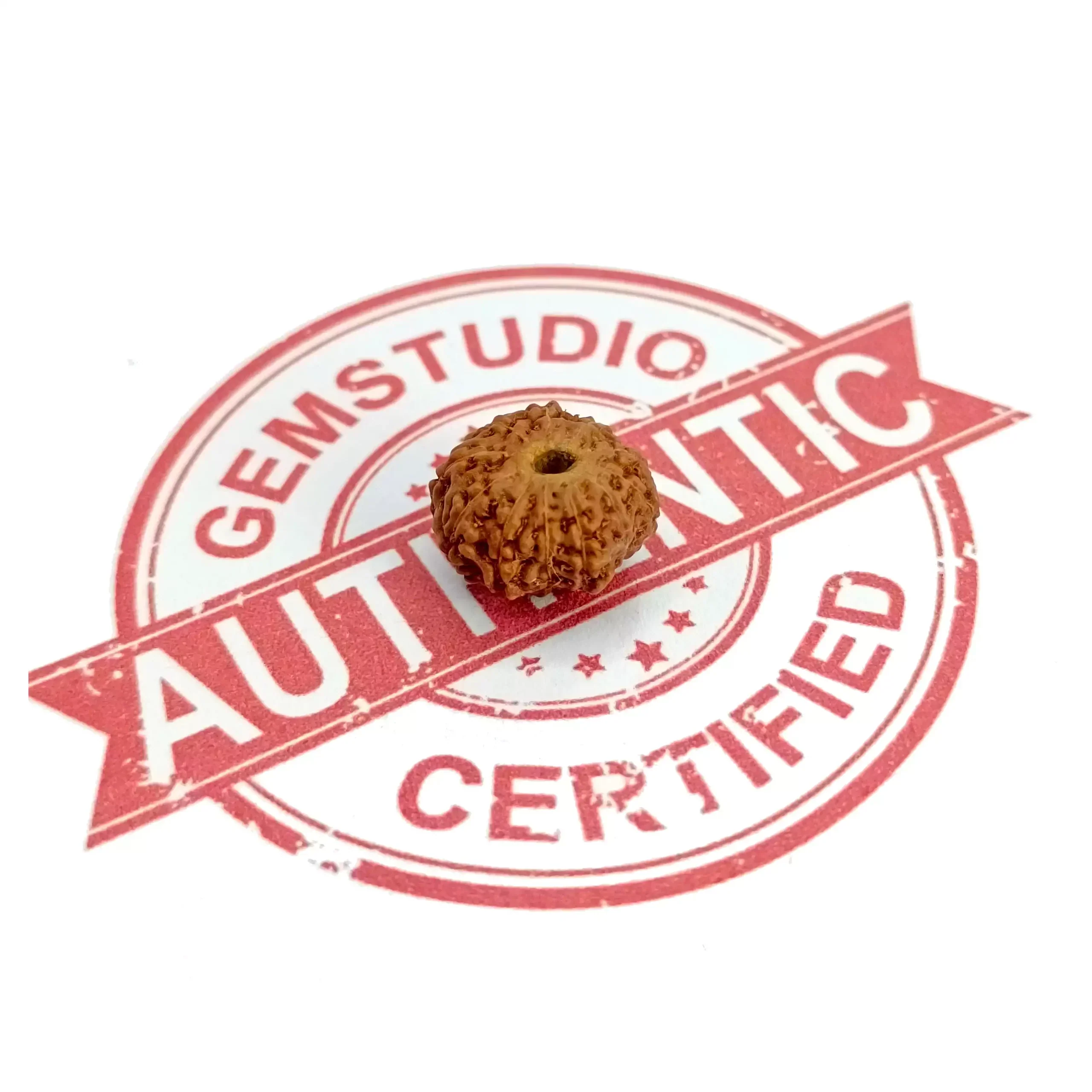 11 Mukhi Rudraksha - Indonesia - Image 4