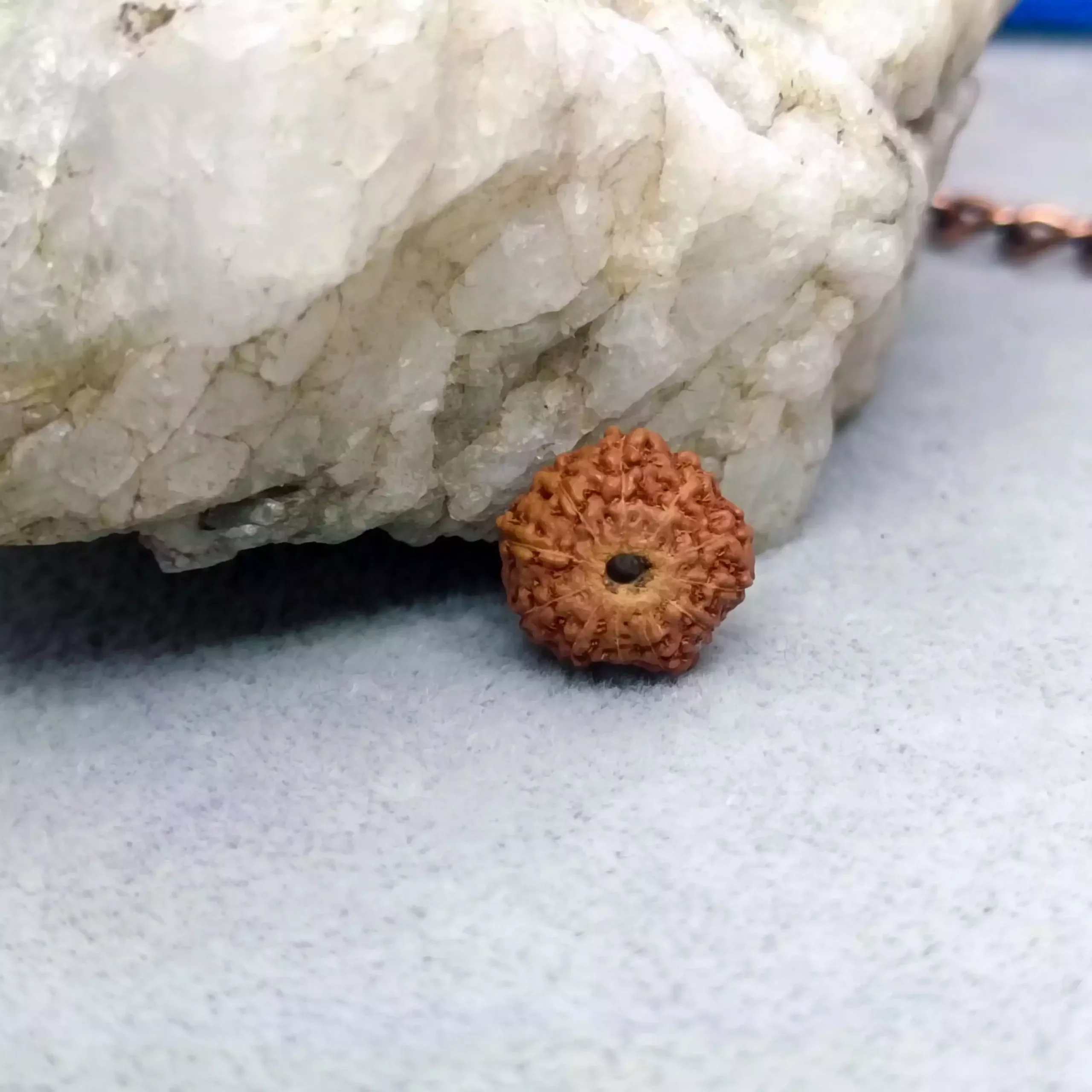 11 Mukhi Rudraksha - Indonesia - Image 5