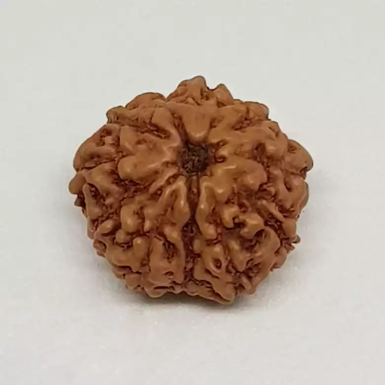 11 Mukhi Rudraksha - Indonesia - Image 6