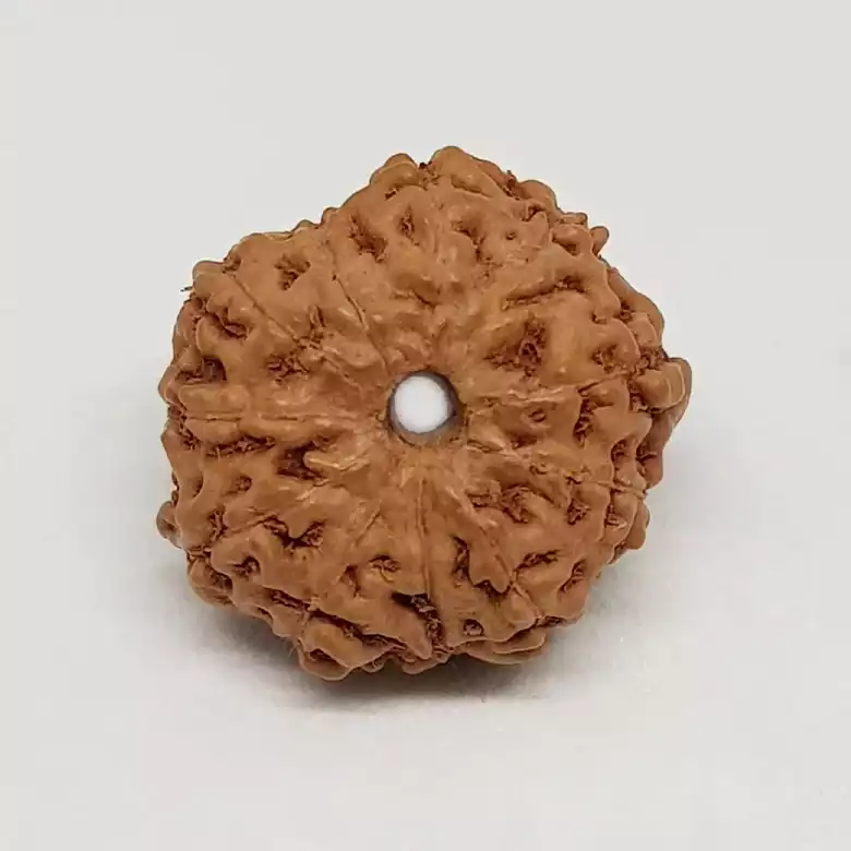 11 Mukhi Rudraksha - Indonesia - Image 7