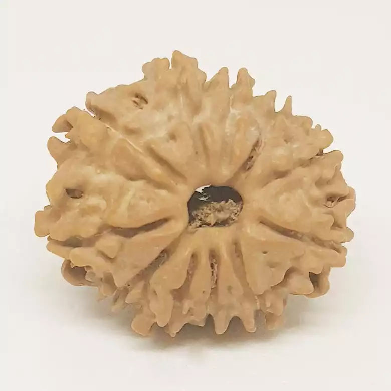 12 Faced Rudraksha - Nepal - Image 11