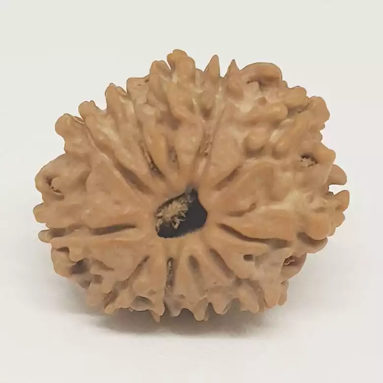 12 Faced Rudraksha - Nepal - Image 12