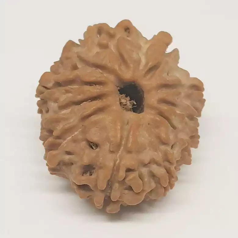12 Faced Rudraksha - Nepal - Image 13