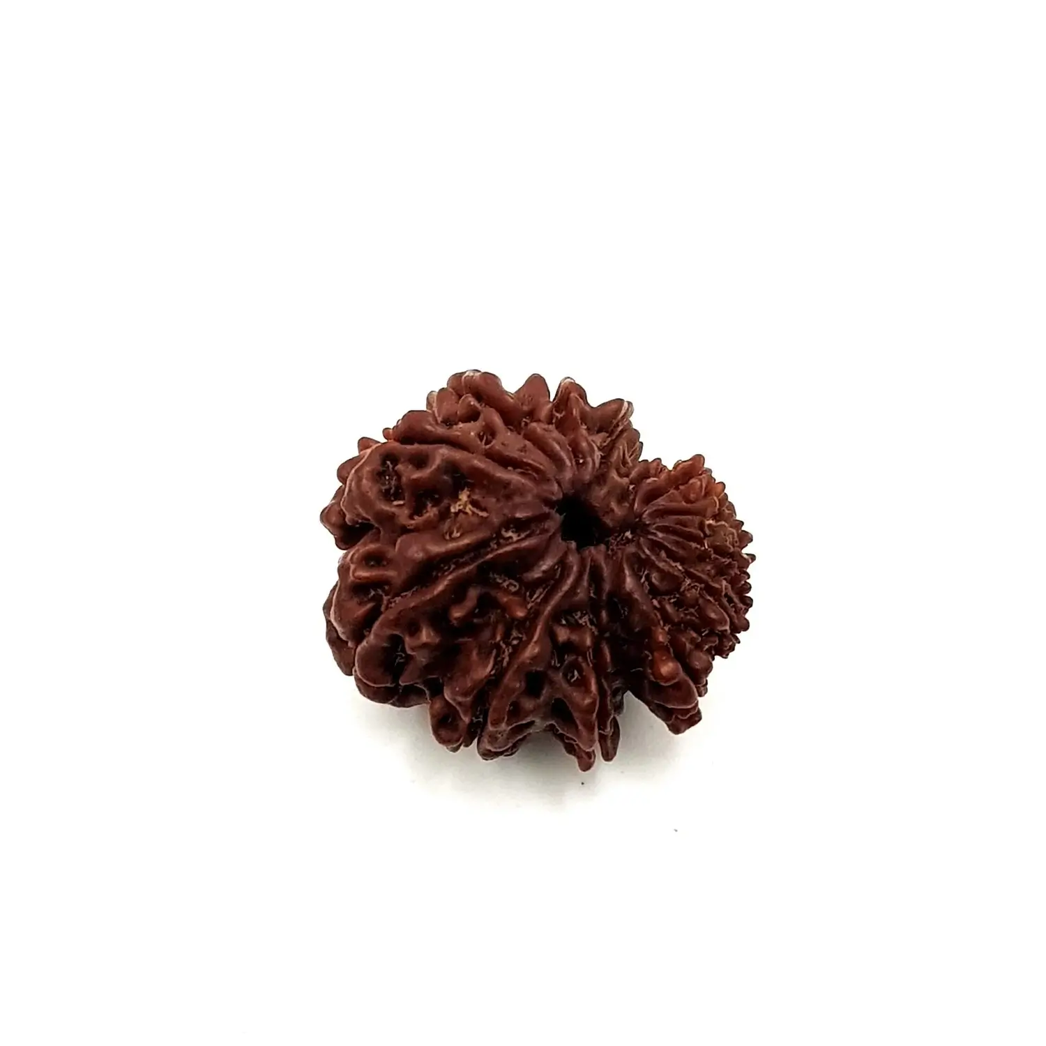 12 Faced Rudraksha - Nepal - Image 3