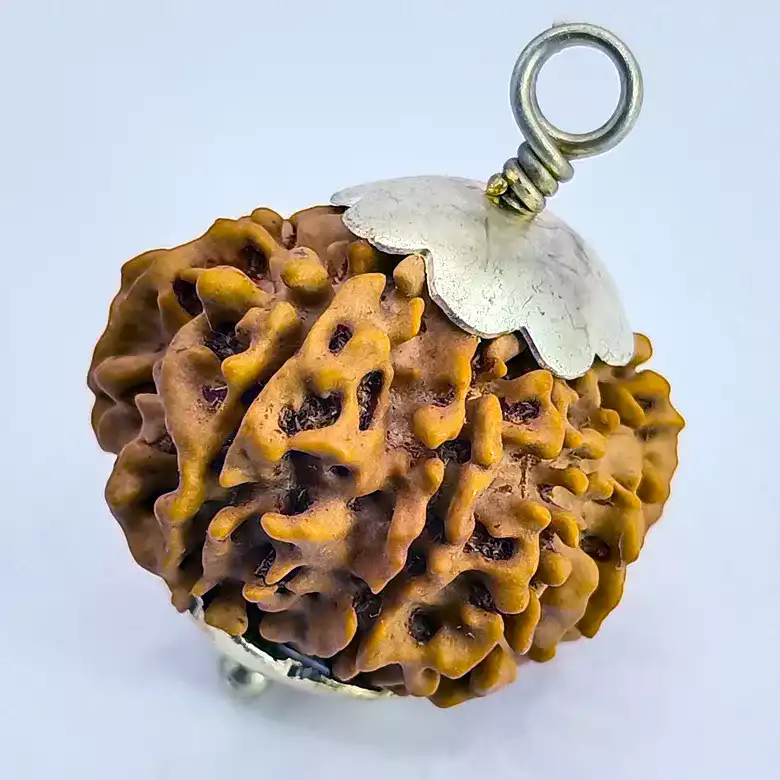 12 Faced Rudraksha - Nepal - Image 4