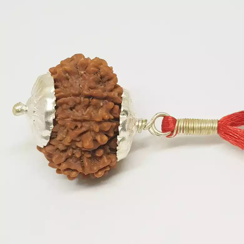 12 Faced Rudraksha - Nepal - Image 7