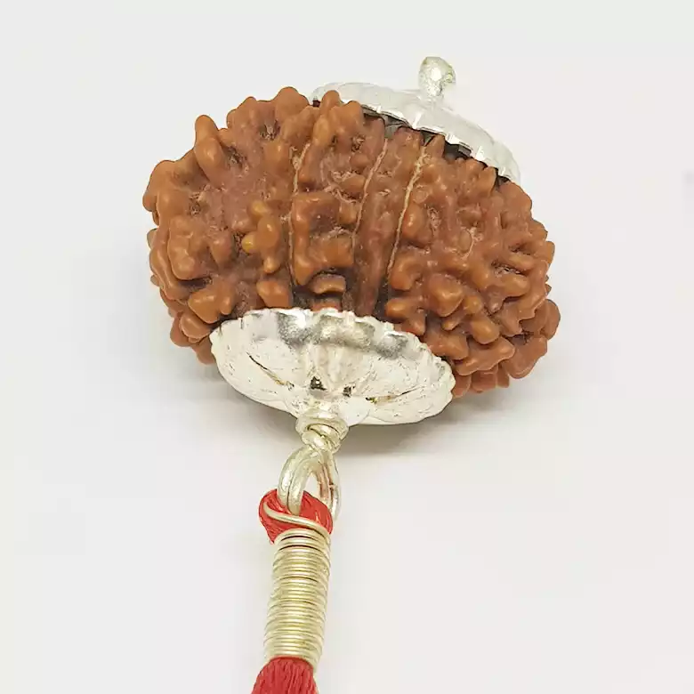 12 Faced Rudraksha - Nepal - Image 8
