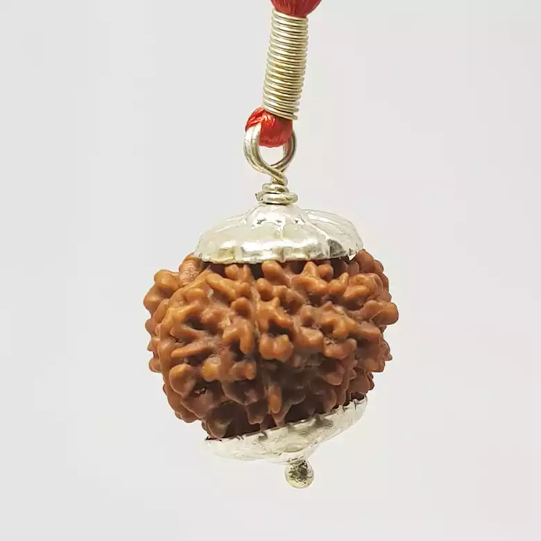 12 Faced Rudraksha - Nepal - Image 9