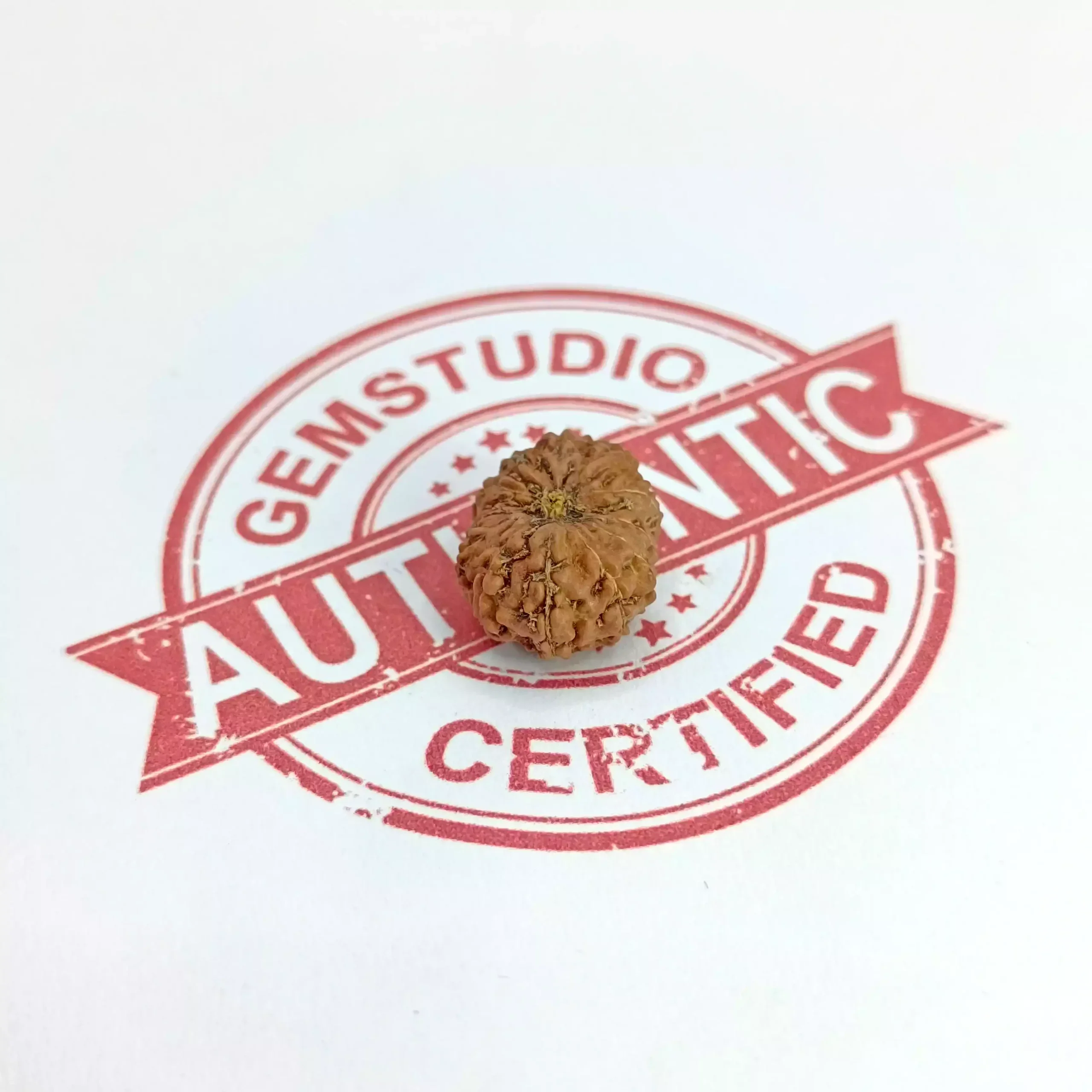 12 Mukhi Rudraksha - Indonesia - Image 3
