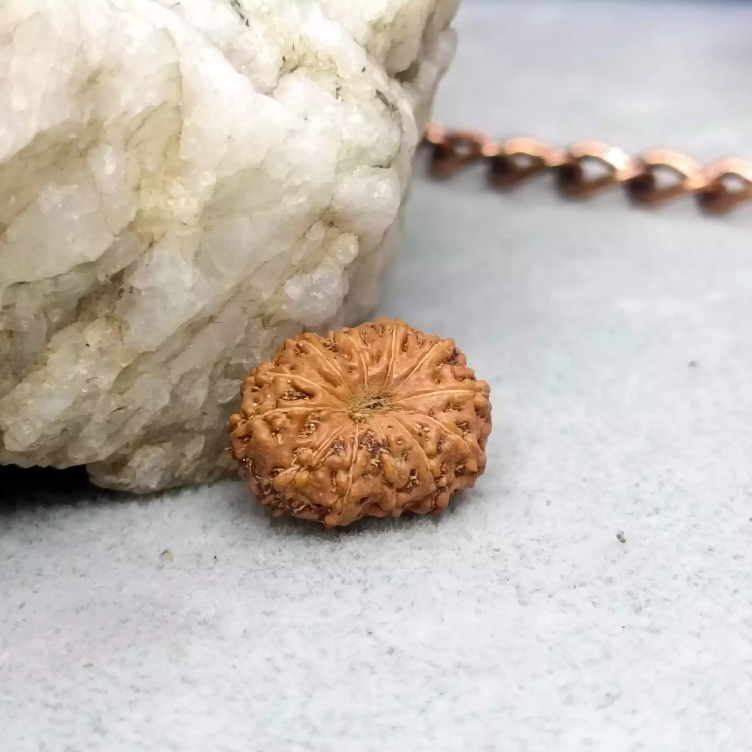 12 Mukhi Rudraksha - Indonesia - Image 4