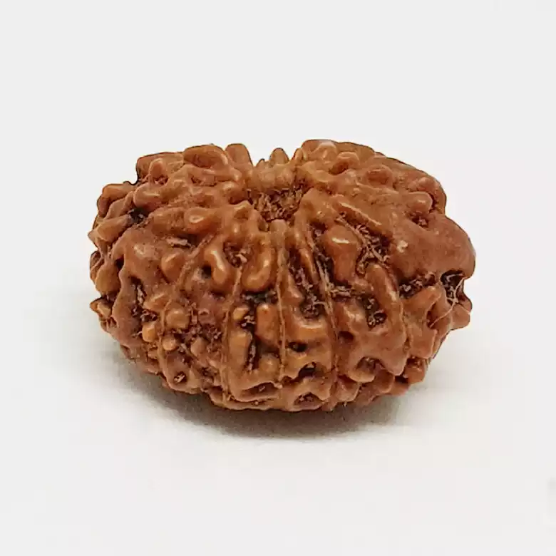 12 Mukhi Rudraksha - Indonesia - Image 5