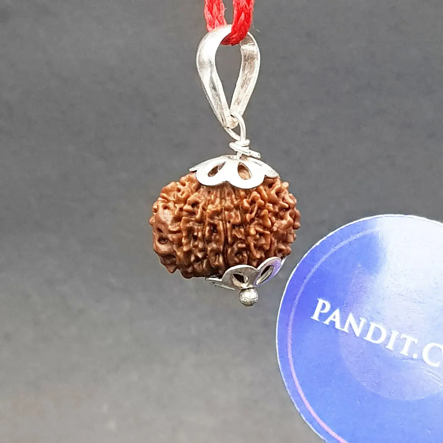 13 Faced Rudraksha - Nepal - Image 2