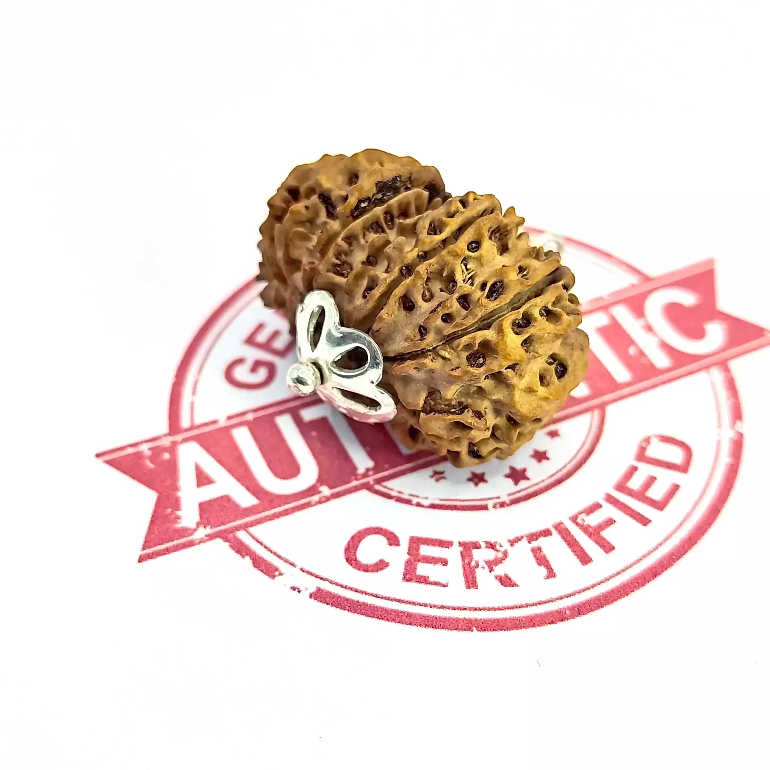13 Faced Rudraksha - Nepal - Image 4
