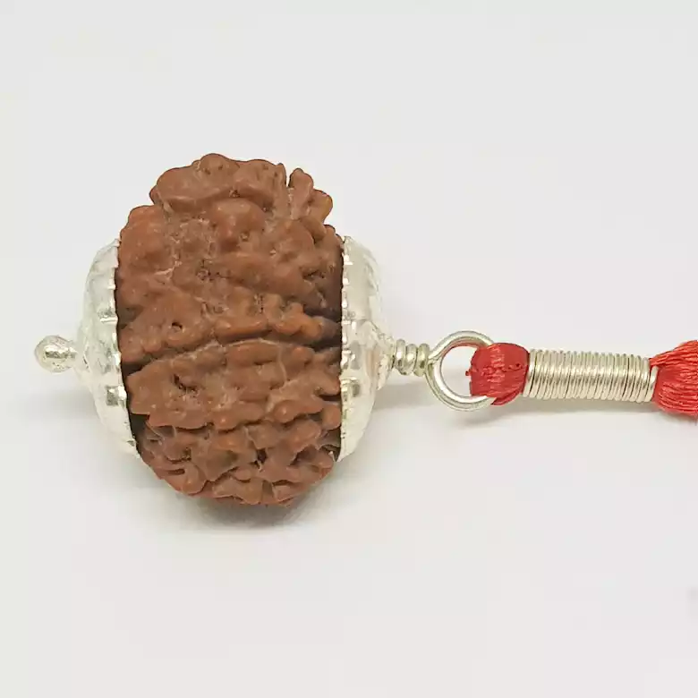 13 Faced Rudraksha - Nepal - Image 6