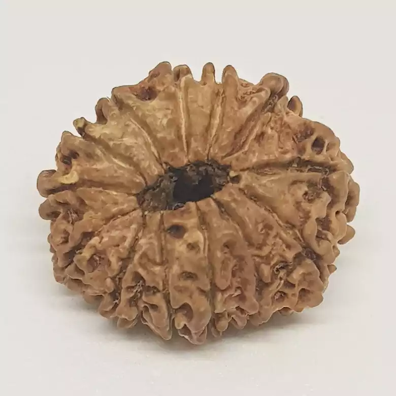 13 Faced Rudraksha - Nepal - Image 7