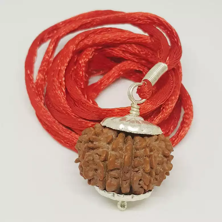 13 Faced Rudraksha - Nepal - Image 8