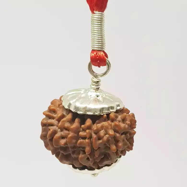 13 Faced Rudraksha - Nepal - Image 9