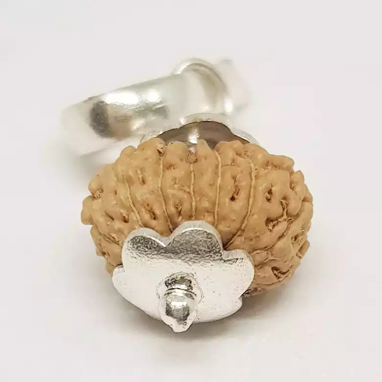 13 Mukhi Rudraksha - Indonesia - Image 10