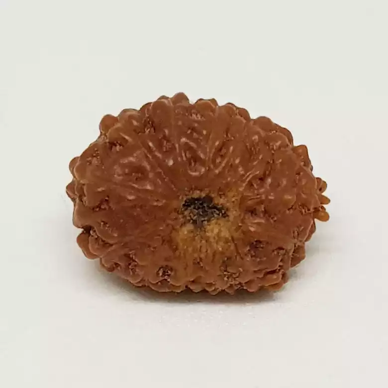 13 Mukhi Rudraksha - Indonesia - Image 11