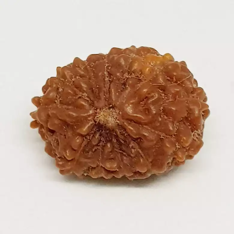 13 Mukhi Rudraksha - Indonesia - Image 12