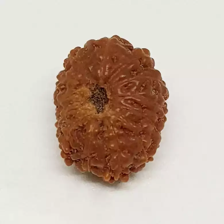 13 Mukhi Rudraksha - Indonesia - Image 13