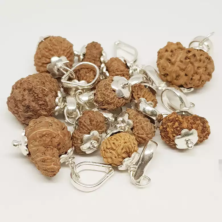 13 Mukhi Rudraksha - Indonesia - Image 14
