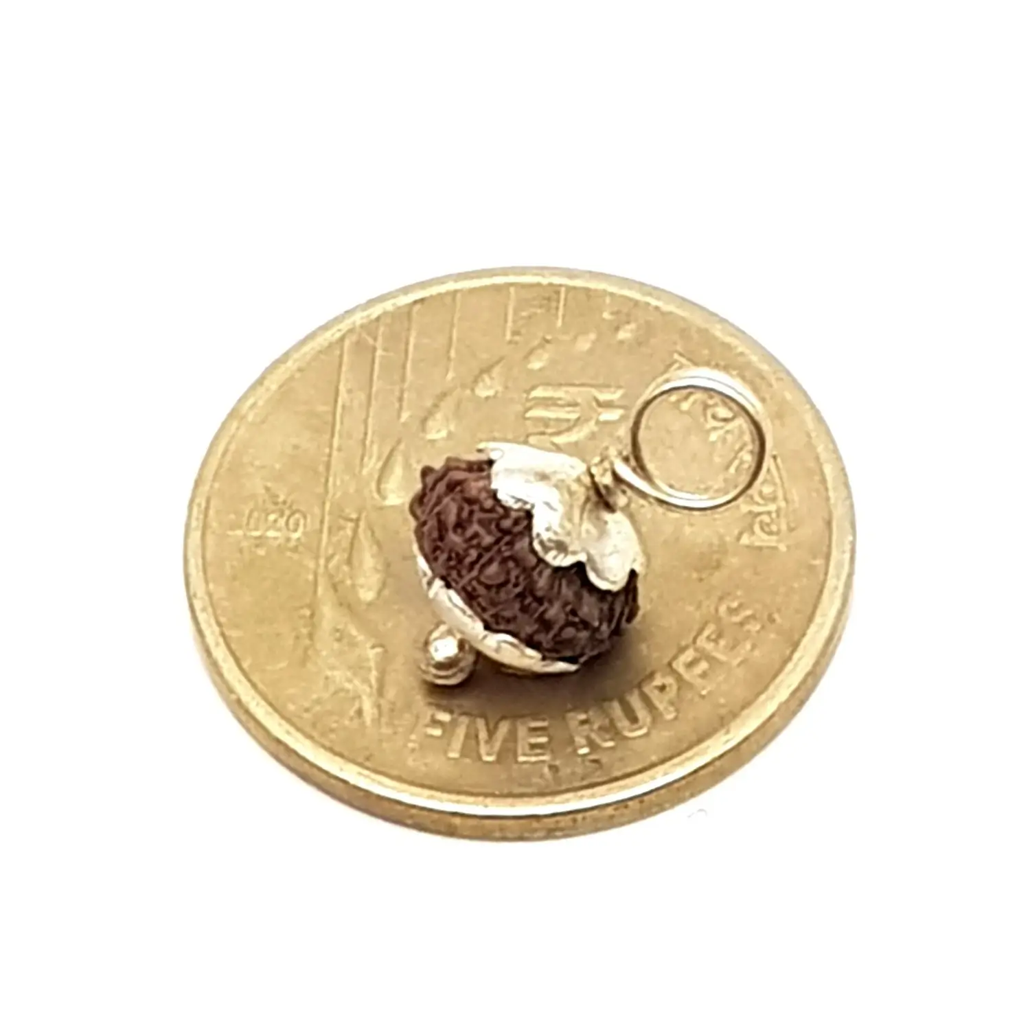 13 Mukhi Rudraksha - Indonesia - Image 3