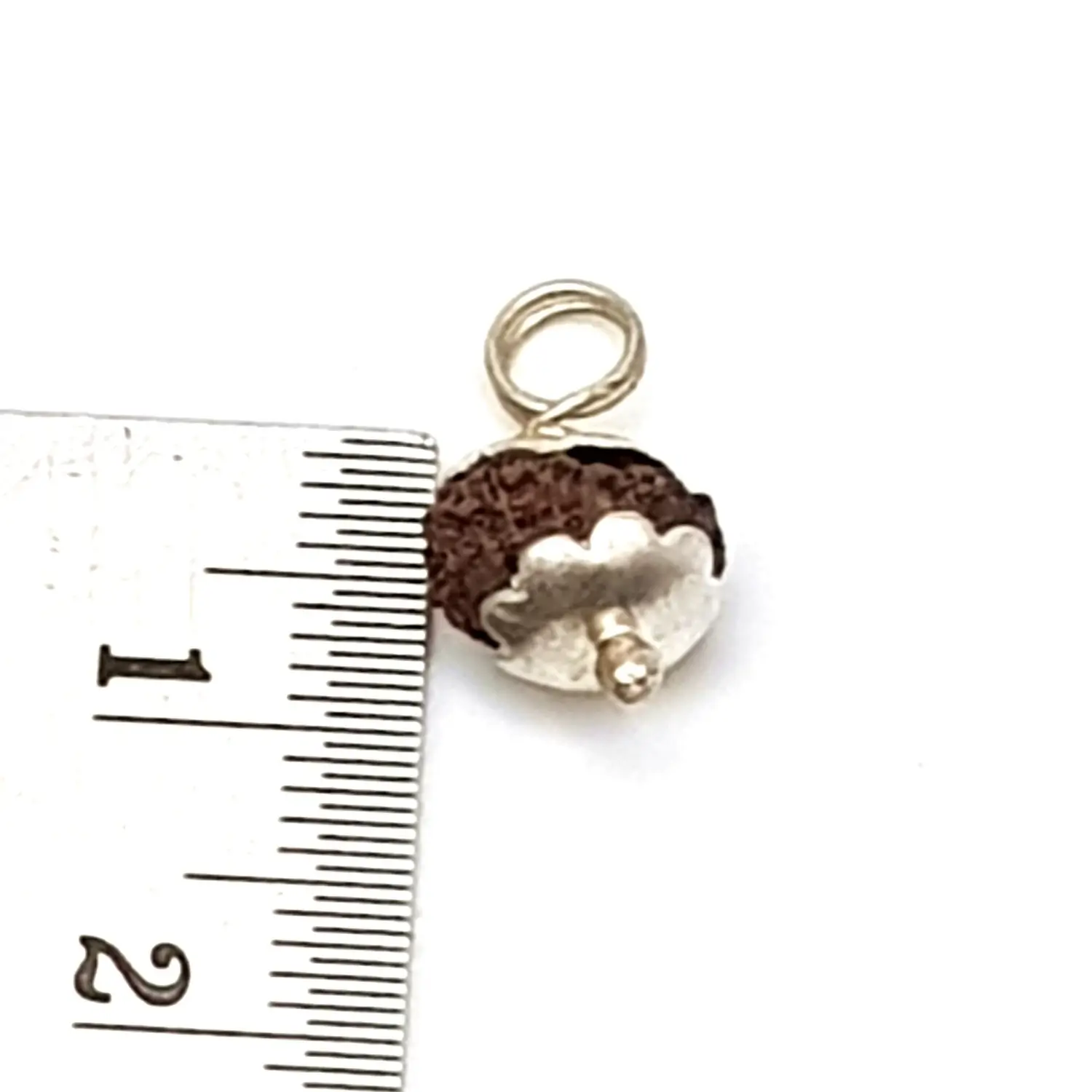 13 Mukhi Rudraksha - Indonesia - Image 5