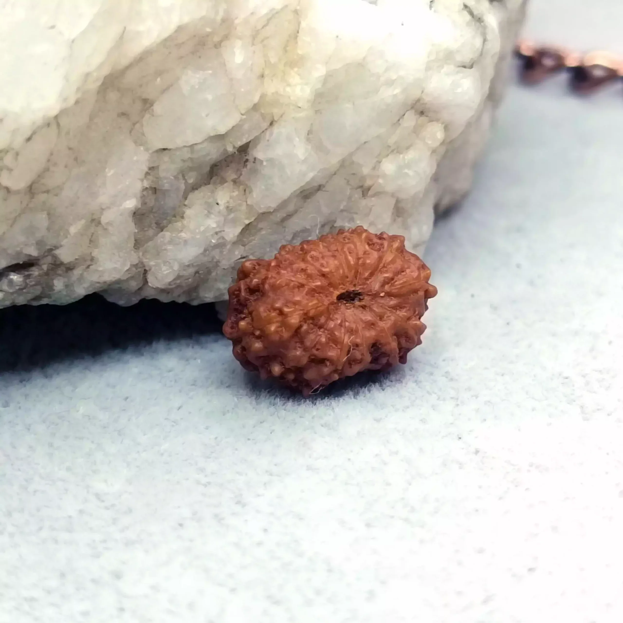 13 Mukhi Rudraksha - Indonesia - Image 6