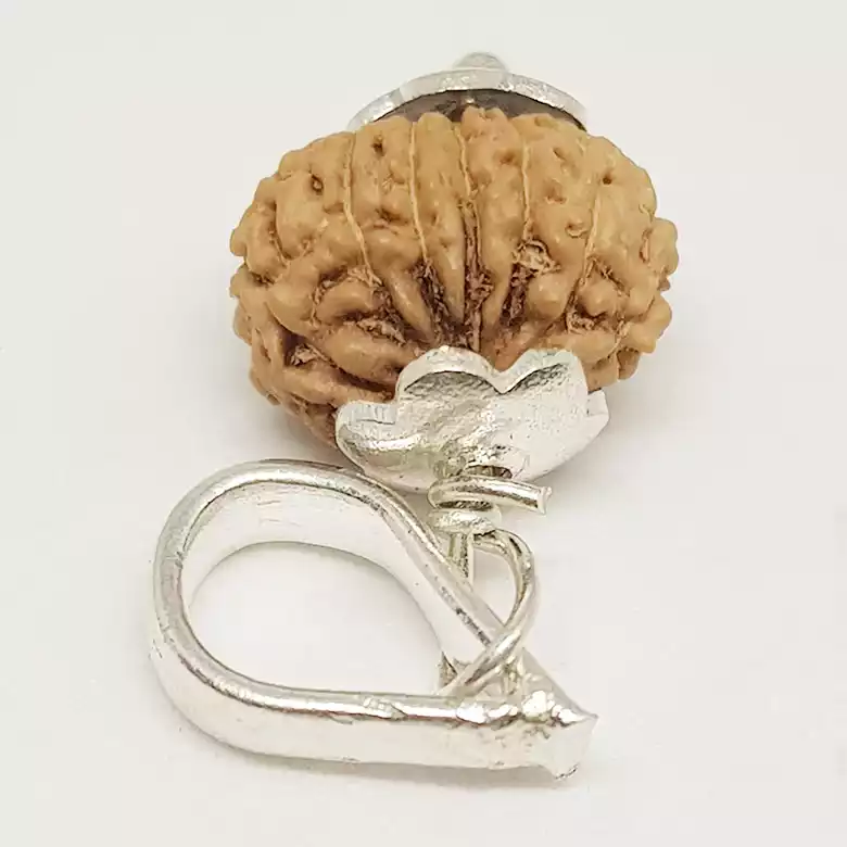 13 Mukhi Rudraksha - Indonesia - Image 7