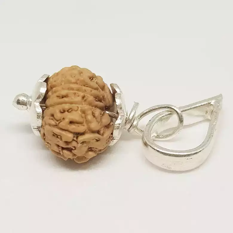 13 Mukhi Rudraksha - Indonesia - Image 8