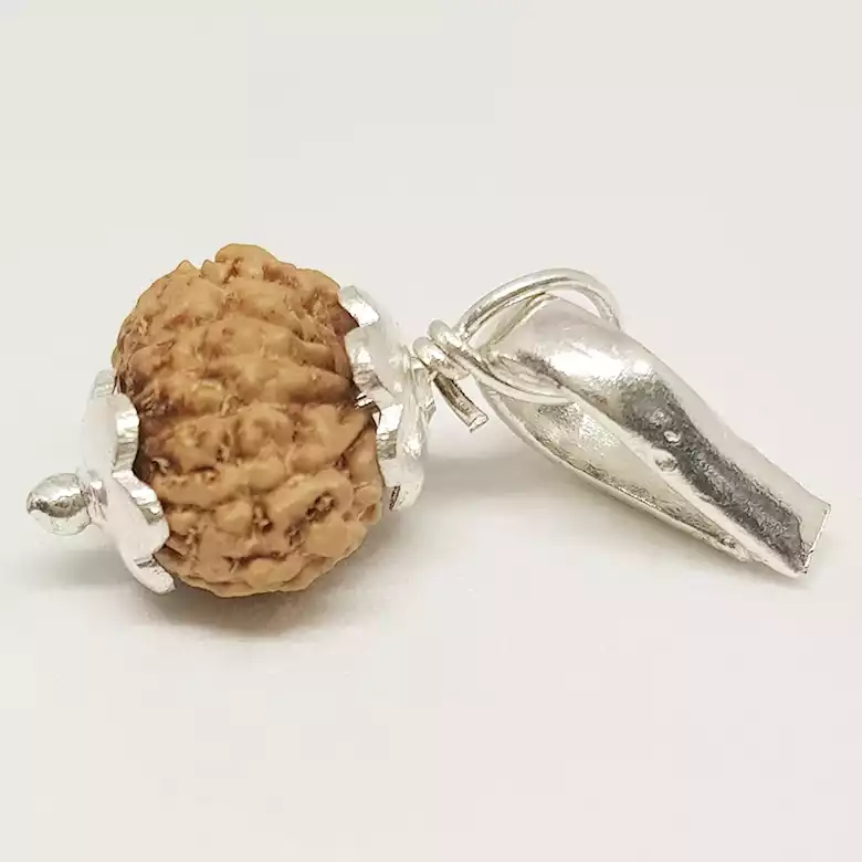 13 Mukhi Rudraksha - Indonesia - Image 9