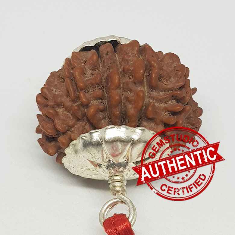 14 Faced Rudraksha - Nepal - Image 2