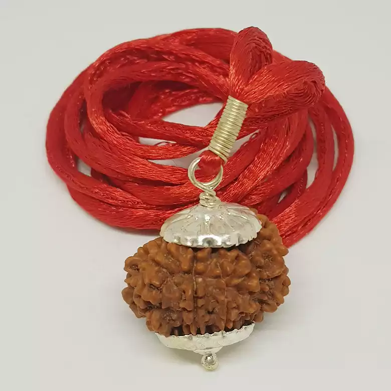 14 Faced Rudraksha - Nepal - Image 3