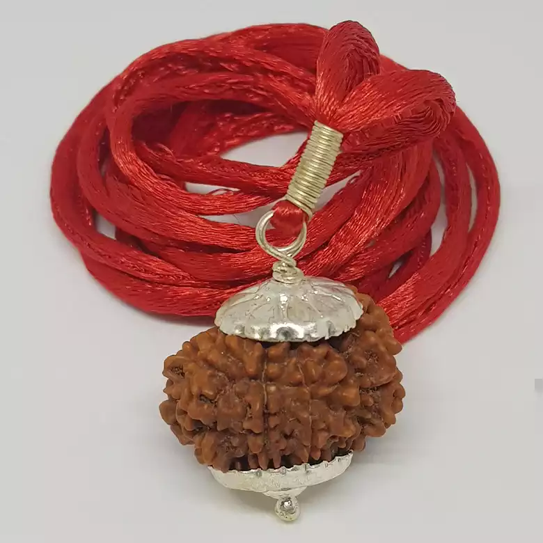 14 Faced Rudraksha - Nepal - Image 4